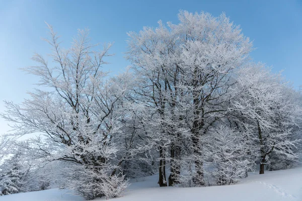 Karlı kış akşamında donmuş ağaçlar