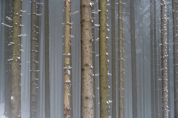 Soğuk kar mevsiminde sisli orman.