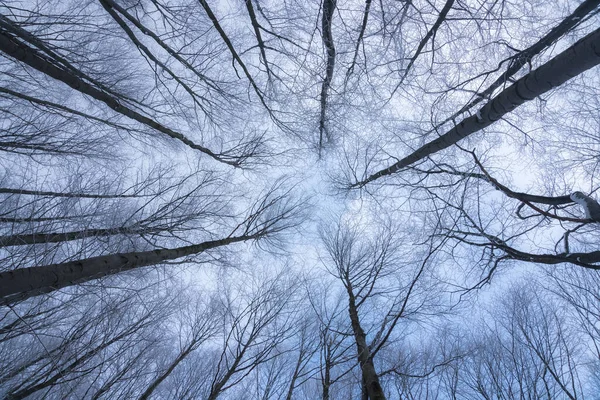 Soğuk kar mevsiminde sisli orman.