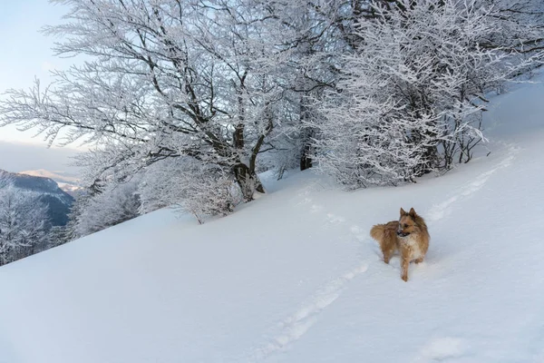 Karlı kış akşamında donmuş ağaçlar ve mutlu bir köpek.