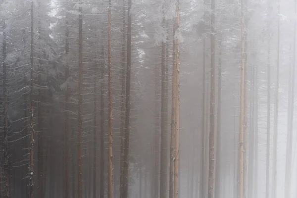 Soğuk kar mevsiminde sisli orman.