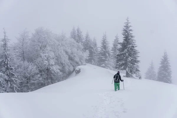 Karlı kış ormanlarında turist yürüyüşü