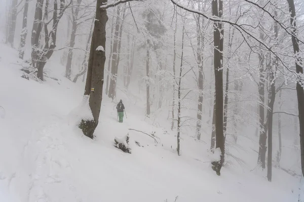 Karlı kış ormanlarında turist yürüyüşü