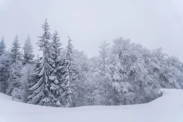 Soğuk kar mevsiminde sisli orman.