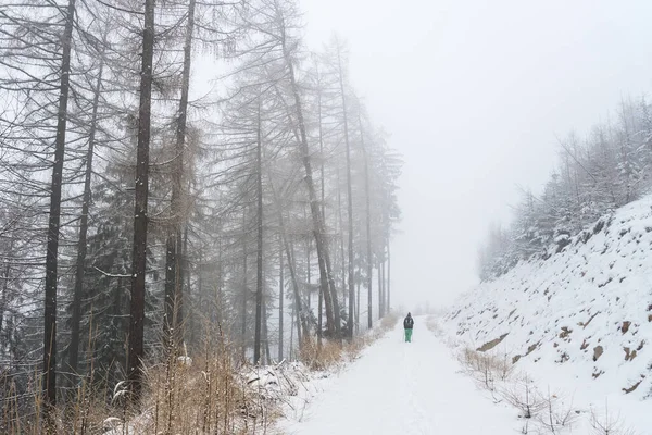 Karlı kış ormanlarında turist yürüyüşü