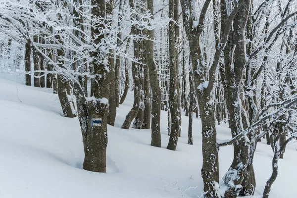 Karlı kış ormanlarında donmuş ağaçlar