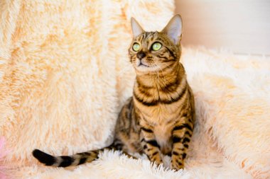 şirin güzel Bengal kedi halı üzerinde