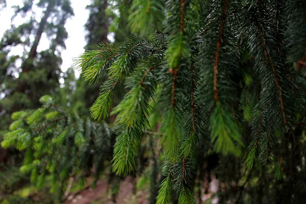 Abeto Tien Shan Issyk Kul — Foto de Stock