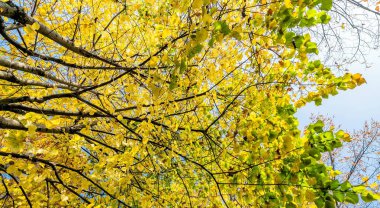 ağaç dalları sonbaharın sarı yaprakları ile