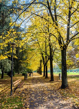 Cavriago, İtalya kamu parki sonbahar yaprakları
