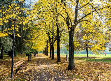 Cavriago, İtalya kamu parki sonbahar yaprakları