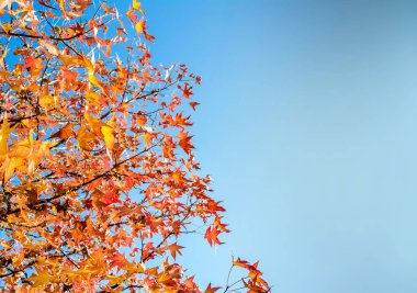 ağaç dalları sonbaharın sarı yaprakları ile