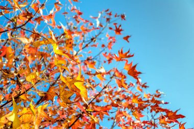 ağaç dalları sonbaharın sarı yaprakları ile