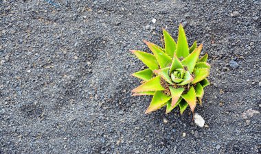 aloe vera, Lanzarote, Kanarya Adaları, İspanya