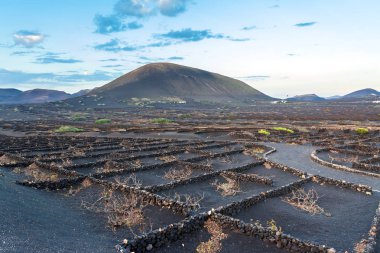 La Geria, Lanzarote, Kanarya Adaları'nda üzüm bağları on Sunset