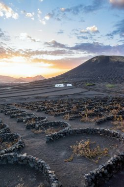 Lanzarote, İspanya - 27 Aralık 2016: La Geria, Lanzarote volkanik üzüm bağları gün batımı ile peyzaj çarpıcı. La Geria Kanarya Adaları'nın en ünlü şarap alandır.