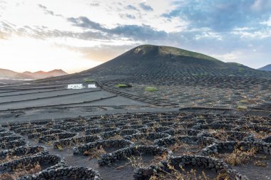 Lanzarote, İspanya - 27 Aralık 2016: La Geria, Lanzarote volkanik üzüm bağları gün batımı ile peyzaj çarpıcı. La Geria Kanarya Adaları'nın en ünlü şarap alandır.