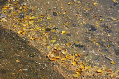 Su kirliliği, kötü çevre