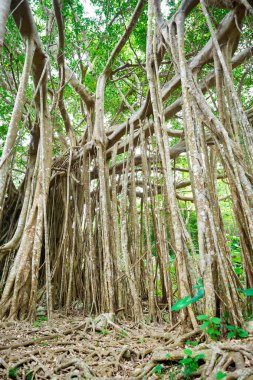 Şaşırtıcı eski dev ağaç ve yeşil orman Dai Sekirinzan Park, Okinawa, Japan kökleri