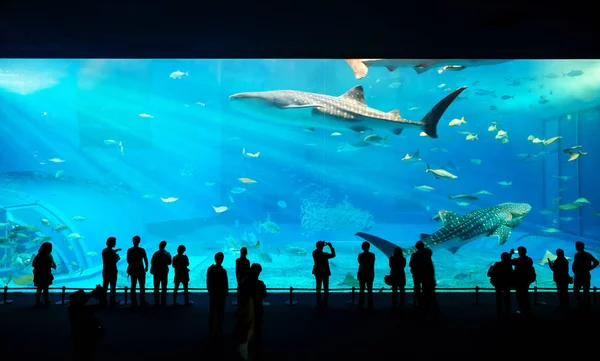 Siluety Rodiny Děti Viděli Obří Žralok Velryby Podvodní Akvárium Fantazie — Stock fotografie