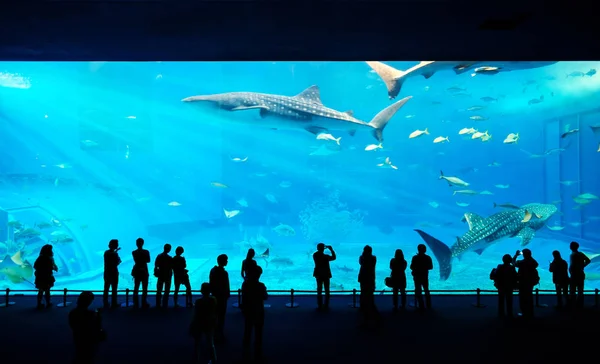 Siluetas Familia Niños Viendo Tiburones Ballena Gigantes Acuario Submarino Fantasía — Foto de Stock