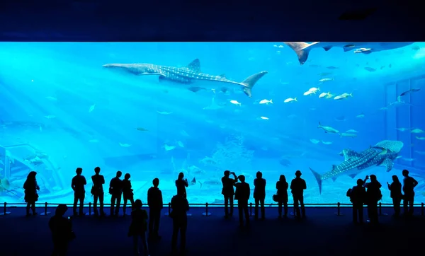 ファンタジー水中水族館で巨大なジンベイザメを見て子供たちの家族のシルエット — ストック写真