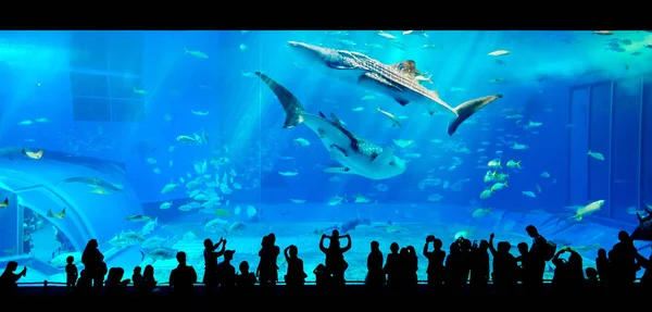 Silhouetten Von Familien Kinder Beobachten Riesigen Walhai Fantasie Unterwasseraquarium — Stockfoto