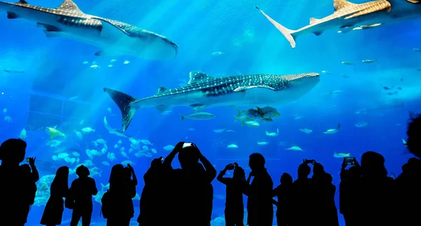 Siluetleri ailesinin, görünümü kadar fantezi sualtı akvaryum dev balina köpekbalığı izlerken kapatmak