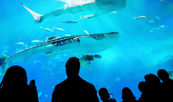 Vista Perto Silhuetas Família Crianças Assistindo Tubarão Baleia Gigante Fantasia — Fotografia de Stock