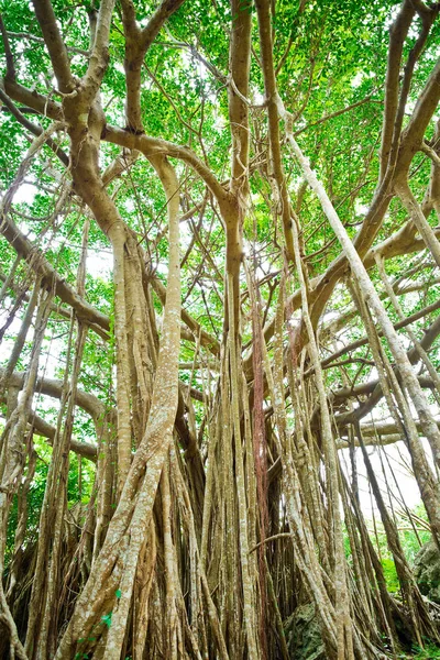 Şaşırtıcı eski dev ağaç ve yeşil orman Dai Sekirinzan Park, Okinawa, Japan kökleri