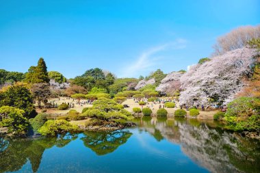 Kırmızı, yeşil willow, çiçeği sakura, açık havuz ve parlak canlı mavi gökyüzü bahar kiraz çiçeği sezonu, Shinjuku Gyoen Park, Tokyo, Japonya ile güzel sahne