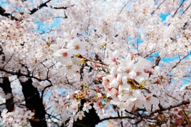 Bahar sakura sezonu, Tokyo, Japonya parlak canlı mavi gökyüzü altında kiraz çiçekleri