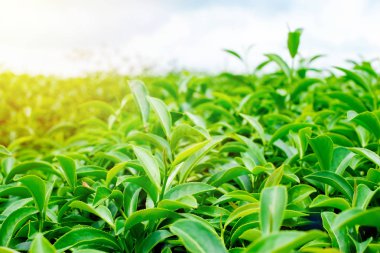 Asya kültür kavramı görüntü - yeşil ve taze organik çay bud ağaç ve yaprak plantation, yüksek dağ dramatik gündoğumu ve mavi gökyüzü sabah, Tayvan ile ünlü Oolong çay alanında