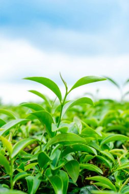 Asya kültür kavramı görüntü - yeşil ve taze organik çay bud ağaç ve yaprak plantation, yüksek dağ mavi gökyüzü sabah, Tayvan ile ünlü Oolong çay alanında