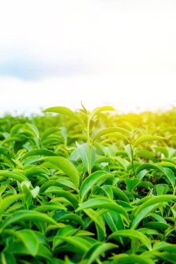 Asya kültür kavramı görüntü - yeşil ve taze organik çay bud ağaç ve yaprak plantation, yüksek dağ mavi gökyüzü sabah, Tayvan ile ünlü Oolong çay alanında