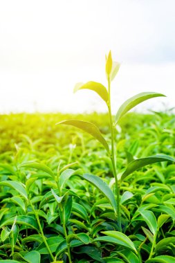 Asya kültür kavramı görüntü - yeşil ve taze organik çay bud ağaç ve yaprak plantation, yüksek dağ mavi gökyüzü sabah, Tayvan ile ünlü Oolong çay alanında