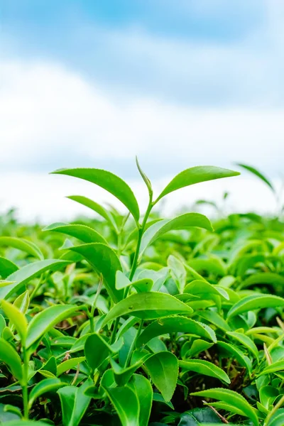 Asya kültür kavramı görüntü - yeşil ve taze organik çay bud ağaç ve yaprak plantation, yüksek dağ mavi gökyüzü sabah, Tayvan ile ünlü Oolong çay alanında