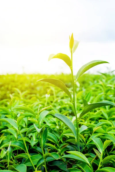 Asia kultúra koncepció kép - zöld és friss organikus bud teafa & levelek ültetvény, a híres Oolong tea területén magas hegy kék eget reggel, Tajvan — Stock Fotó