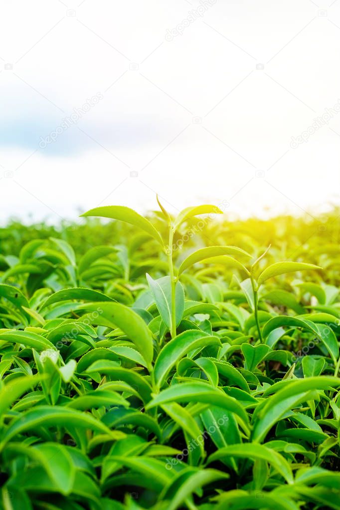 Asia culture concept image - Green and fresh organic tea bud tree & leaves plantation, the famous Oolong tea area in high mountain with blue sky morning, Taiwan