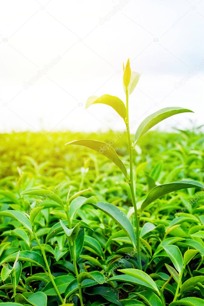 Asia culture concept image - Green and fresh organic tea bud tree & leaves plantation, the famous Oolong tea area in high mountain with blue sky morning, Taiwan