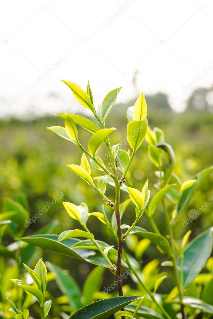 Asia culture concept image - view of fresh organic tea bud & leaves plantation, the famous Oolong tea area under sunrise and morning blue bright sky in Taiwan