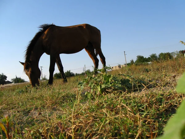 Piękne konne pastwiski — Zdjęcie stockowe