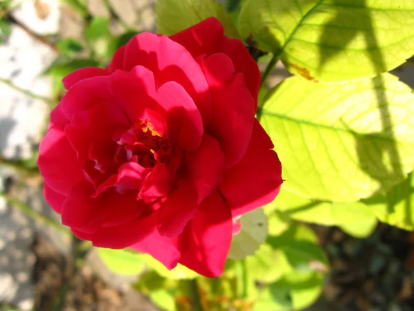 Ανθισμένα rose στο φως του ήλιου — Φωτογραφία Αρχείου