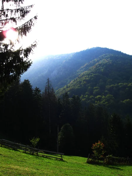 Forêt et buf dans les montagnes — Photo