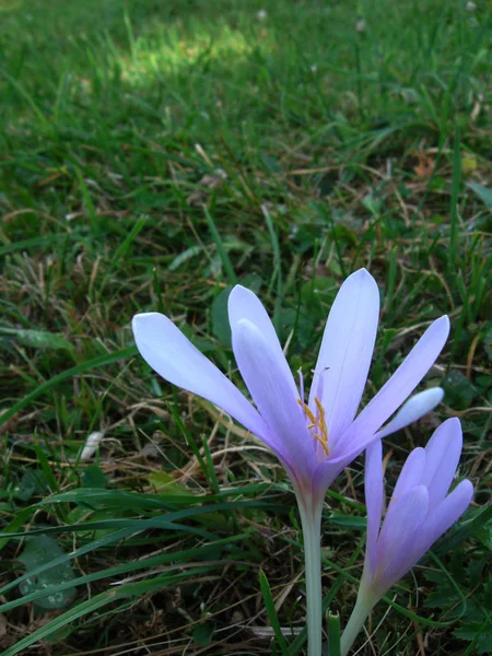 Two blossomed spring crocus in the grass — Stock Photo, Image