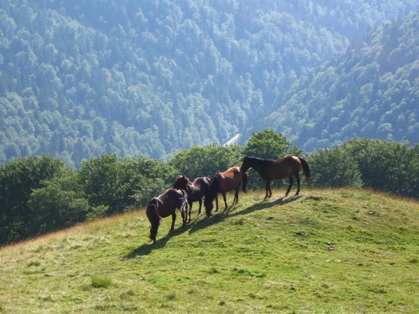 Dağda vahşi atlar — Stok fotoğraf