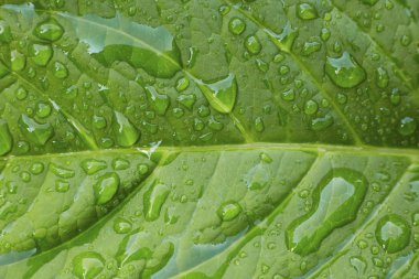 Close-Up çiğ veya Su damlacıkları üzerindeki canlı yeşil yaprak