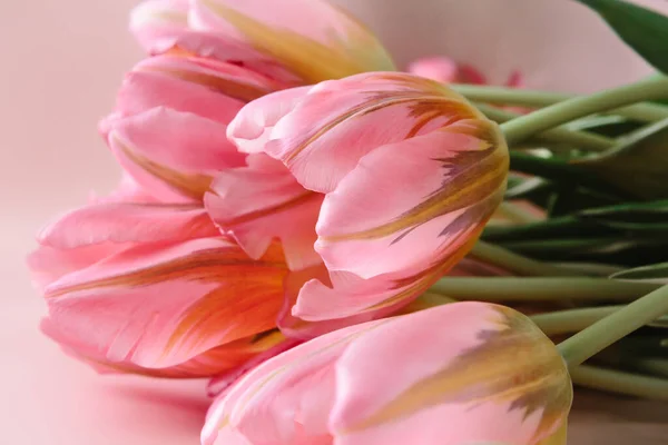 Tulipanes Rosados Cerca Encuentran Sobre Fondo Rosado — Foto de Stock