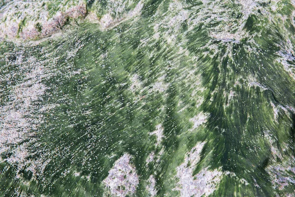 Grüner Schlamm Algen Auf Einem Stein Abstrakter Hintergrund Pflanzenstruktur — Stockfoto