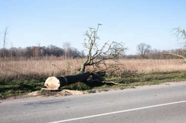 Yol kenarındaki kurumuş ağaç, yol güvenliği için..